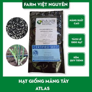 hạt giống măng tây xanh atlas