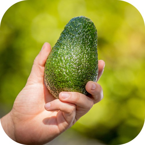 Bơ sáp chín ngon cắt đôi