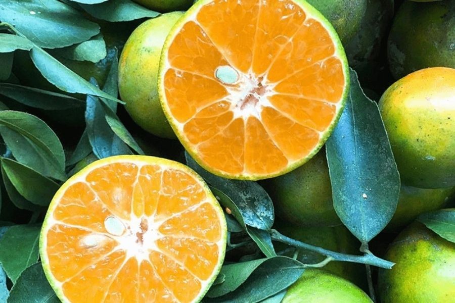 Hình ảnh so sánh quýt cắt đôi để thấy độ mọng nước