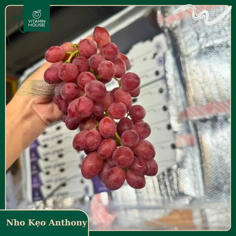 Nho tím vị kẹo Anthony Mỹ