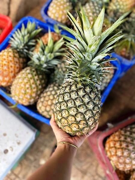 Cây dứa (Khóm - Thơm) - Michiannai