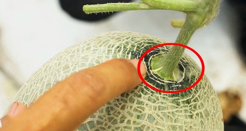 Bí Quyết "Vàng" Về Cách Chọn Dưa Lưới Ngon, Ngọt Lịm Và Giàu Dinh Dưỡng 2 3 bi quyet chon dua luoi tuoi ngon ngot lim gion thom 1