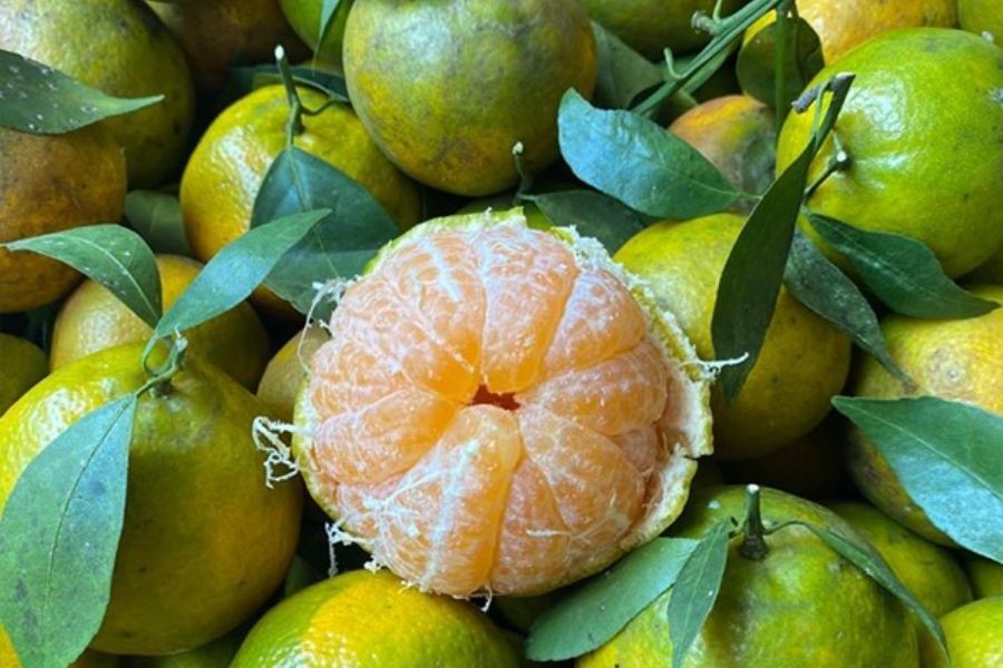 Cách kiểm tra độ tươi của quýt thông qua cuống và lá