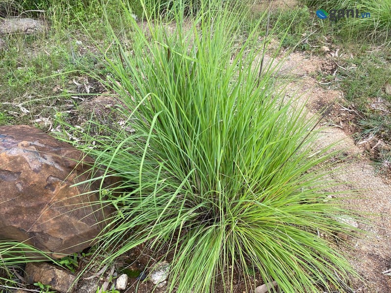 Đặc điểm cây sả chanh