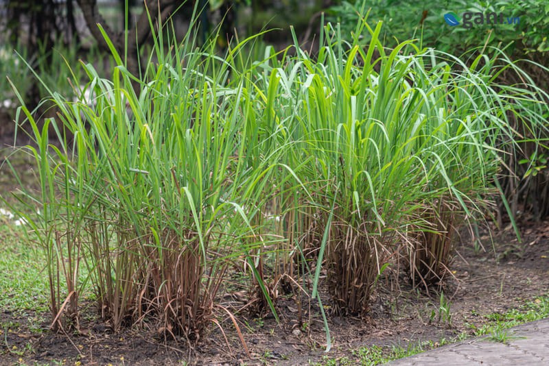 Đặc điểm cây sả java