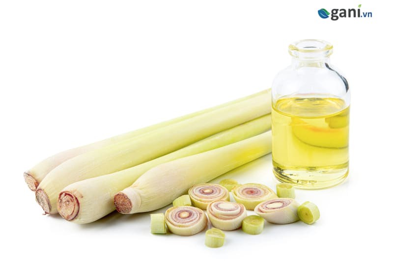 Cây sả chanh công dụng gì?