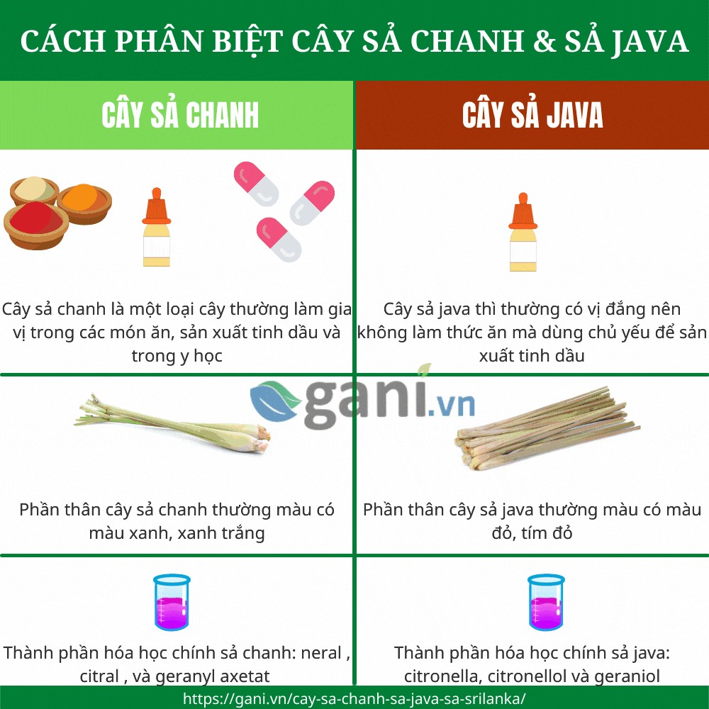 Cách Phân Biệt Sả Chanh Và Sả Java