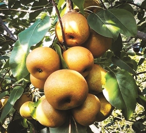 Người dân Cao Bằng thu hoạch lê vàng chín mọng trên các sườn đồi