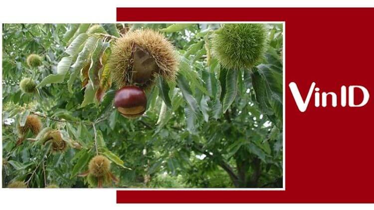 Cây hạt dẻ thuộc loại thân gỗ, cao, có tuổi thọ sống rất lâu năm