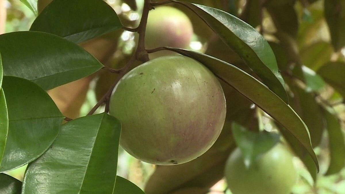 Cách chọn vú sữa ngon, cách ăn và cách bảo quản