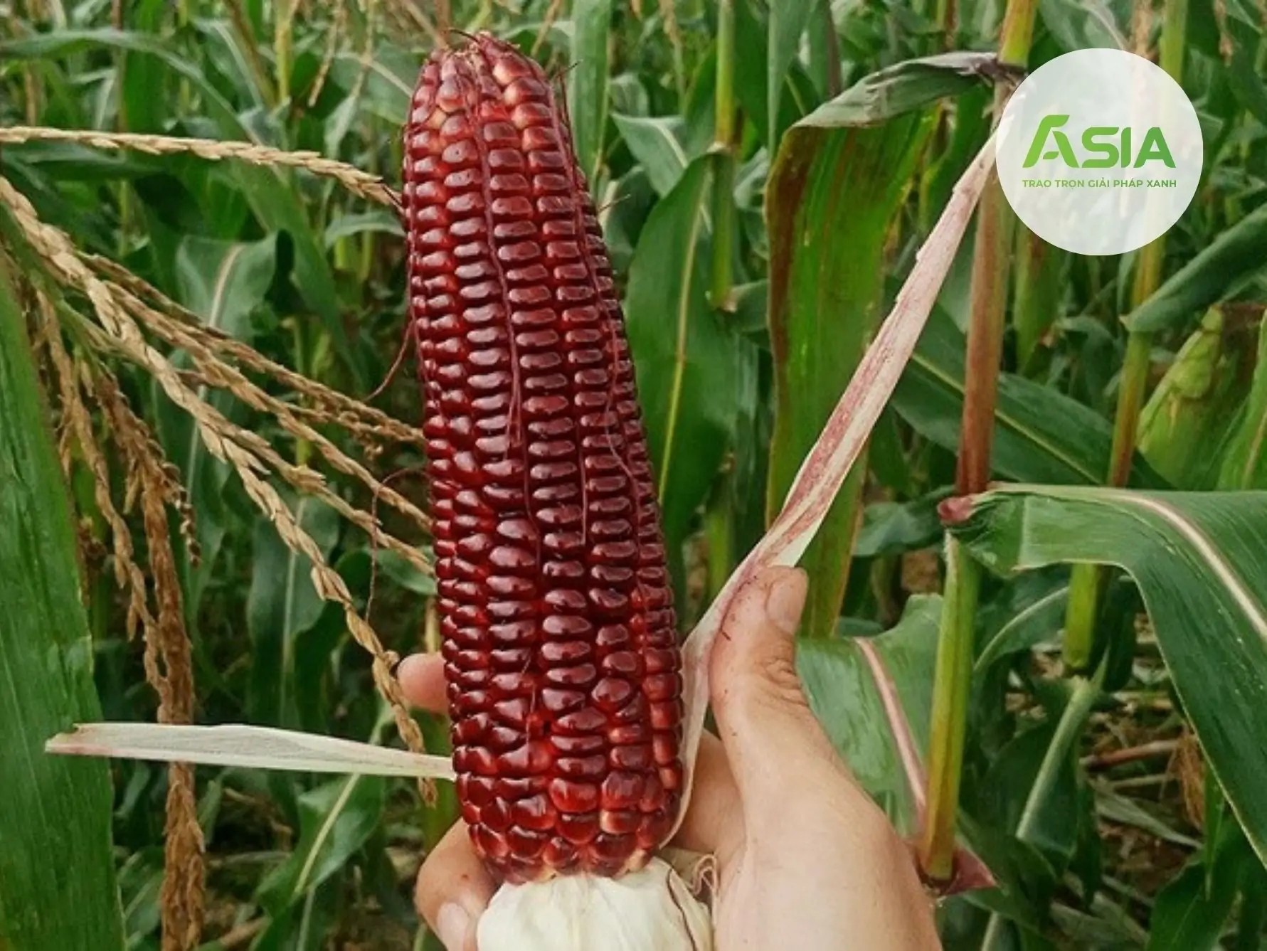 Bắp đỏ có hàm lượng vitamin A và chất xơ rất cao