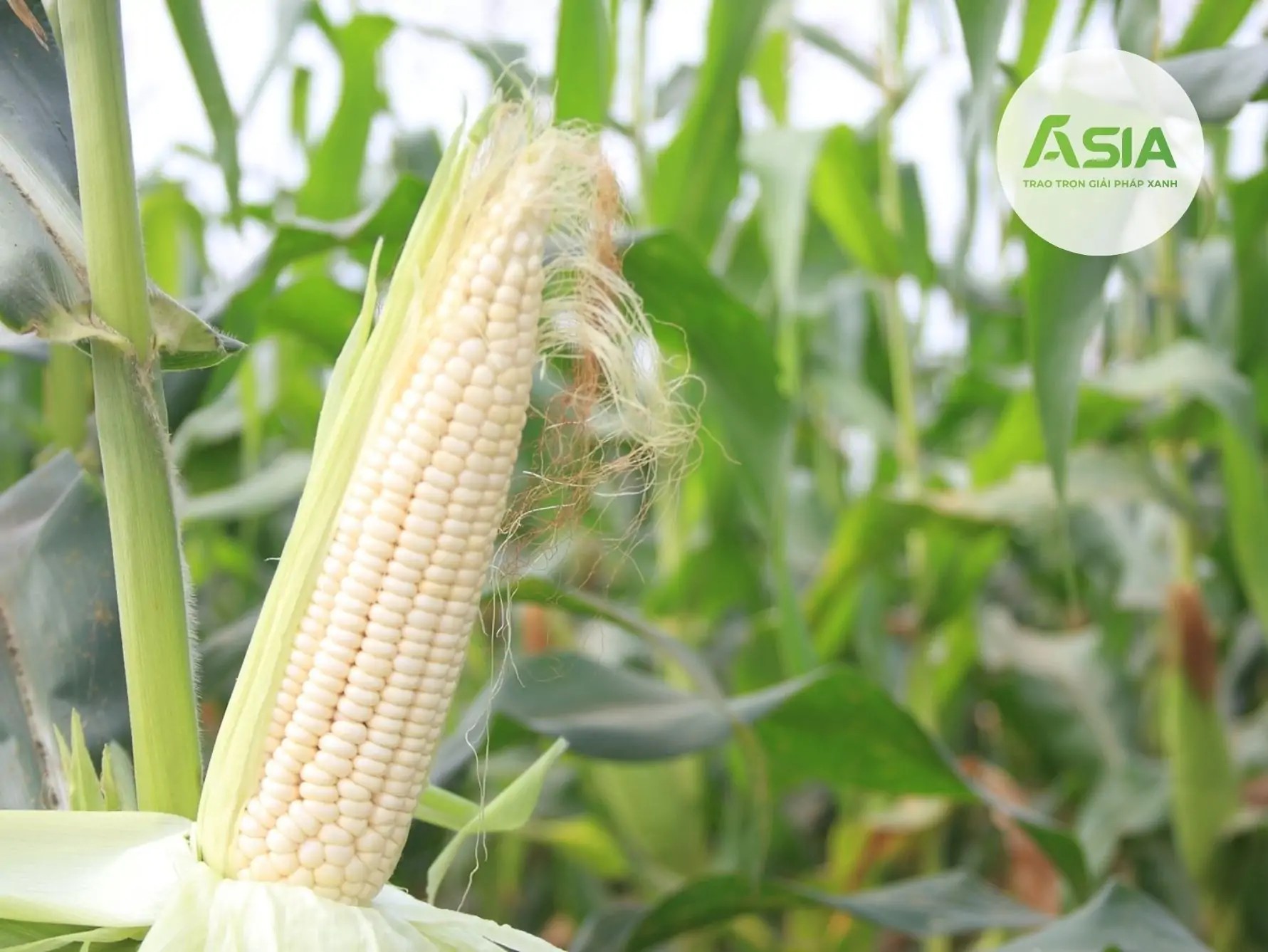 Đặc điểm bắp nếp