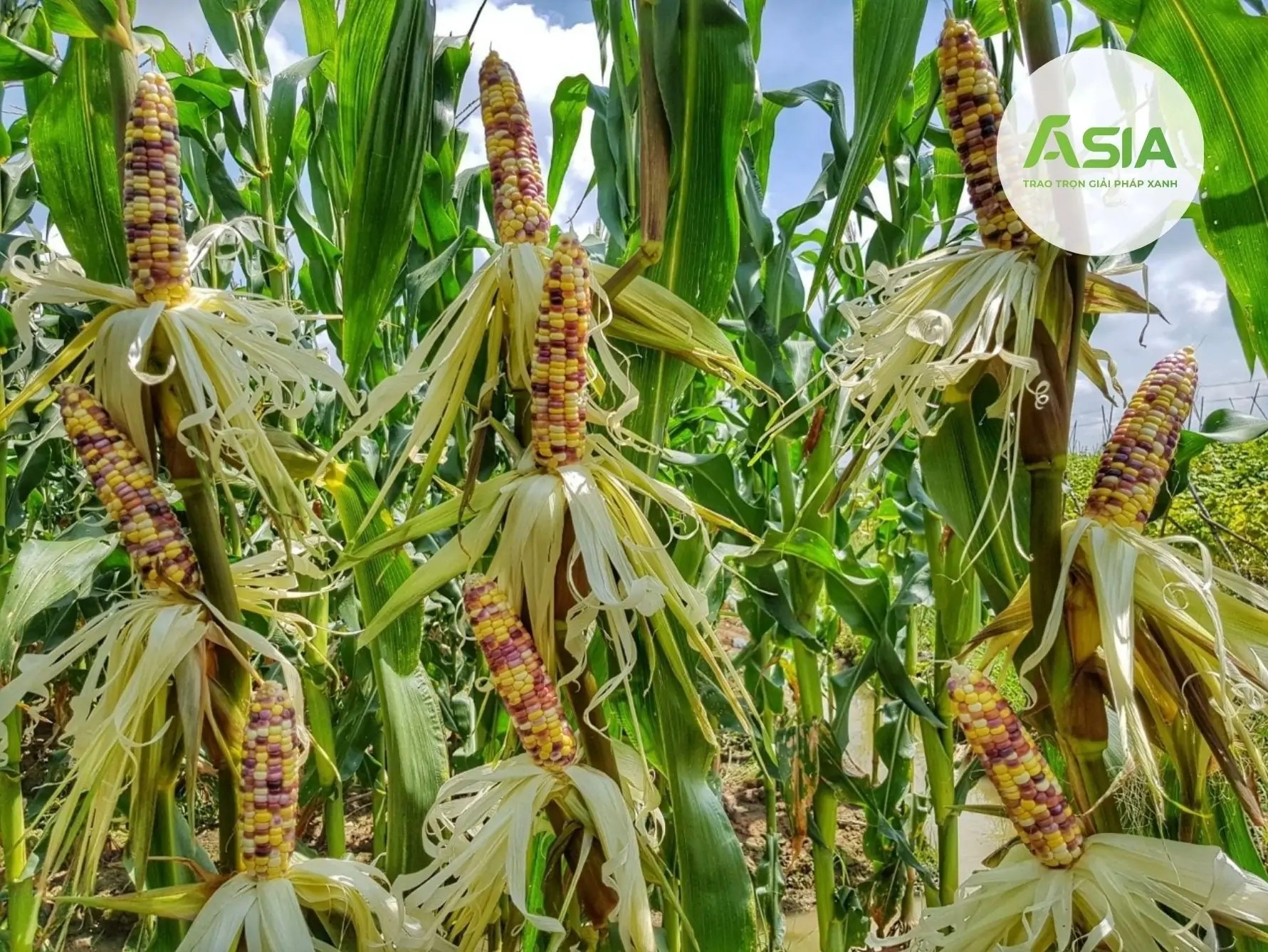 Bắp ngũ sắc thu hút người tiêu dùng bởi màu sắc độc đáo