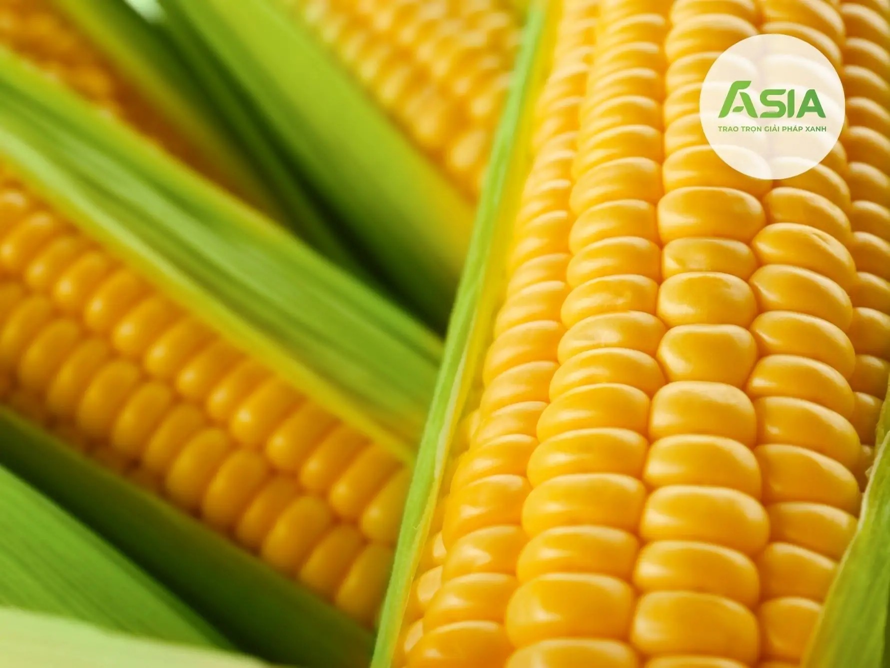 Giống bắp siêu ngọt