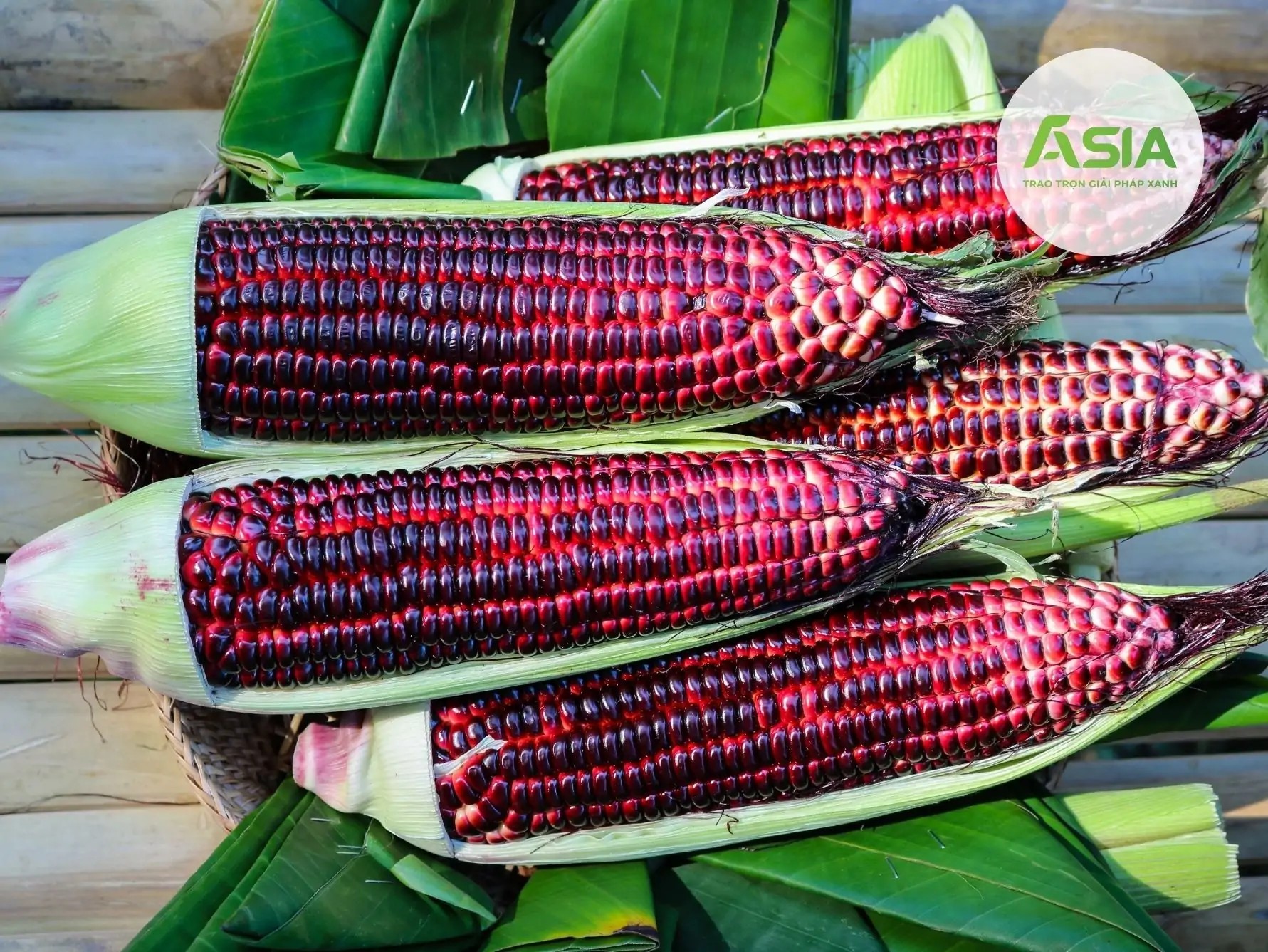 Giống bắp tím với màu sắc bắt mắt