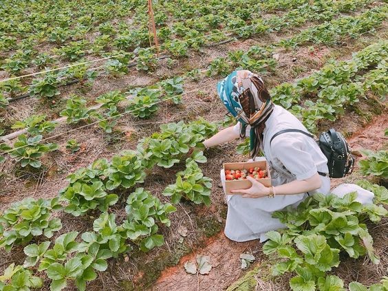 Bí kíp lựa chọn dâu tây