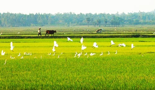 Ca dao tục ngữ về nông nghiệp răn dạy con cháu cần cù lao động