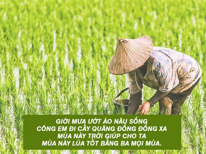 Cánh đồng lúa chín vàng báo hiệu một mùa vụ bội thu