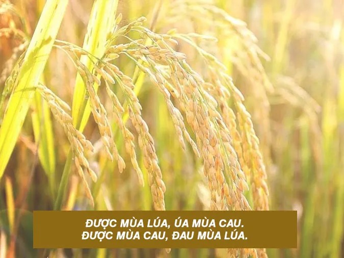 Người nông dân gặt lúa bằng phương pháp thủ công truyền thống