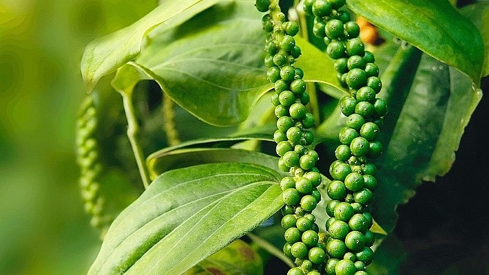 Việt Linh mang đến dịch vụ xuất khẩu hạt tiêu trọn gói