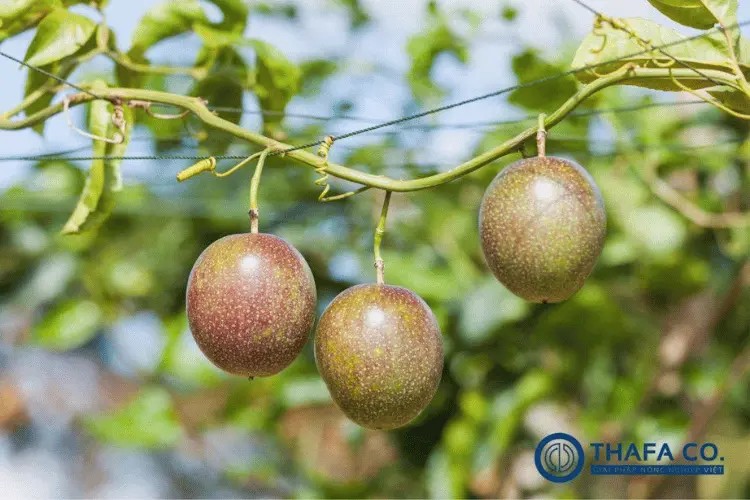 Các yếu tố ảnh hương đến mùa chanh dây