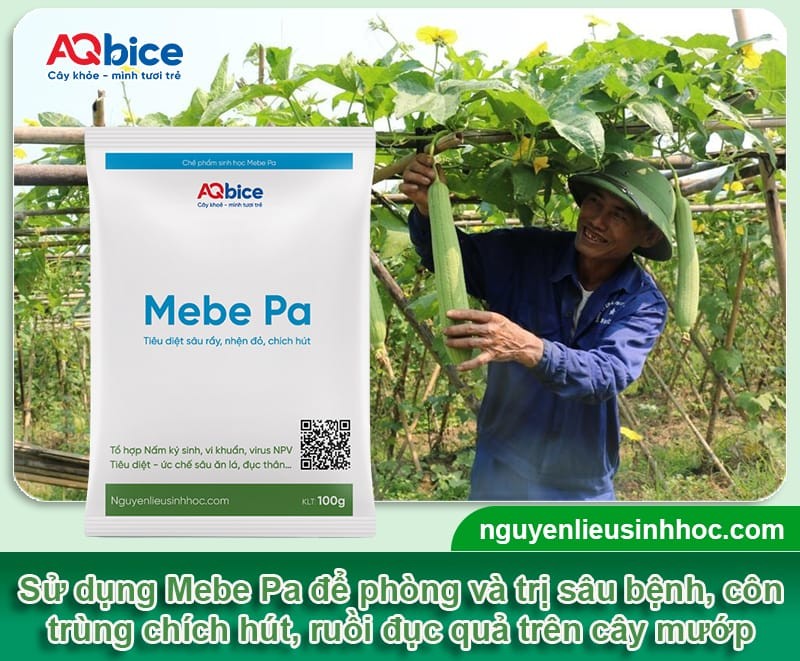 Trồng mướp vào tháng mấy để sai quả, đạt năng suất cao