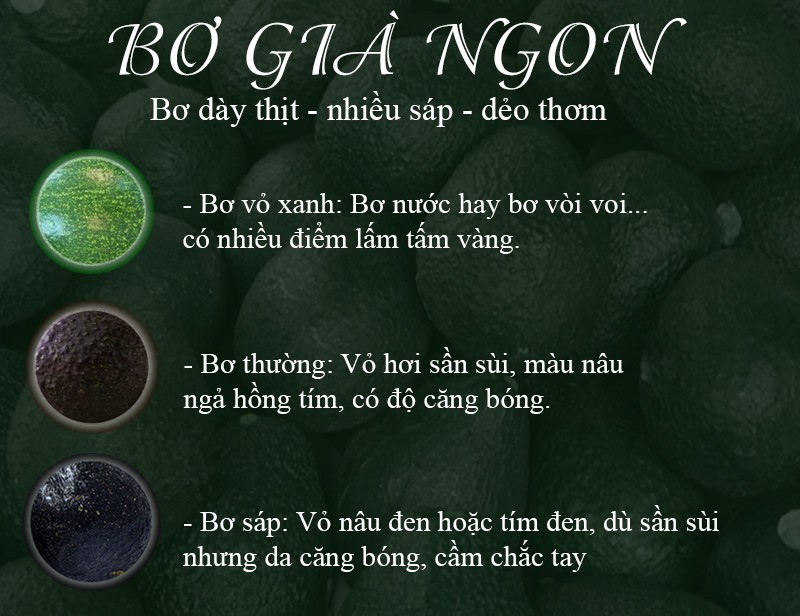 Bơ có lấm tấm sao nhiều, vỏ sần nhưng bóng có nhiều sáp - ngon