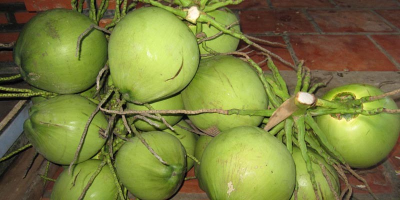 Đầu tiên bạn cần để ý thật kỹ phần cuống, nếu cuống dừa bị sủi bọt thì chắc chắn nó đã bị tiêm đường hóa học để tăng độ ngọt của nước dừa.