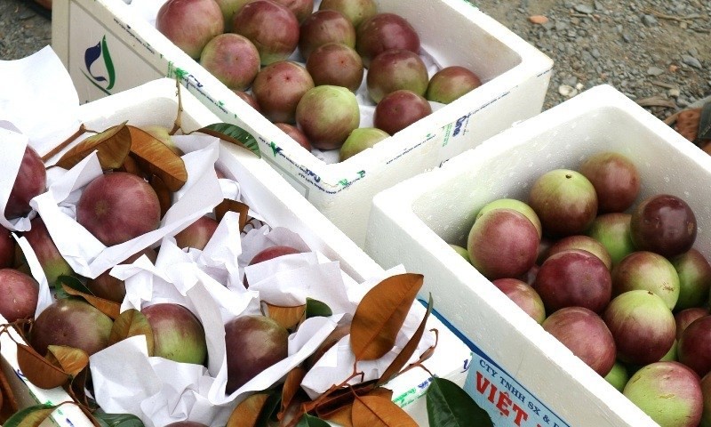 Cách bảo quản vú sữa