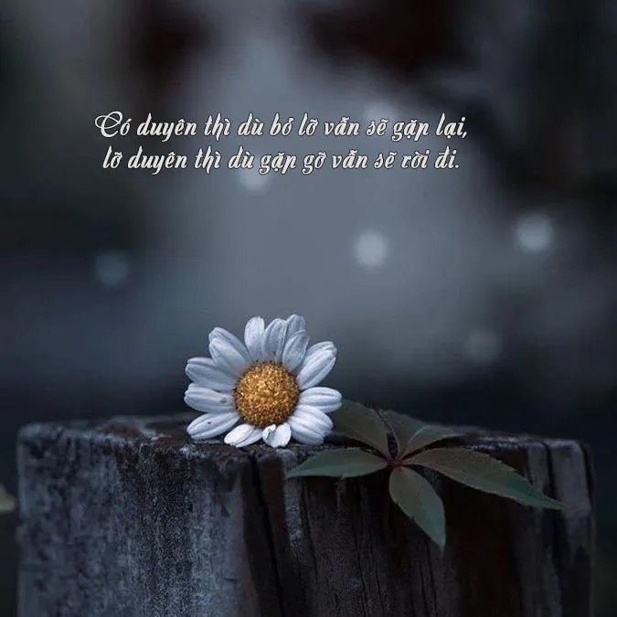 Hình ảnh tĩnh lặng minh họa cho lời Phật dạy về duyên phận