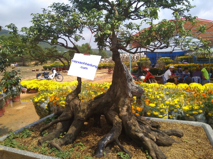 Tổng Hợp **Các Giống Khế** Phổ Biến Nhất Hiện Nay: Từ Ăn Quả Đến Làm Cảnh Phong Thủy 13 cay khe nhat 1