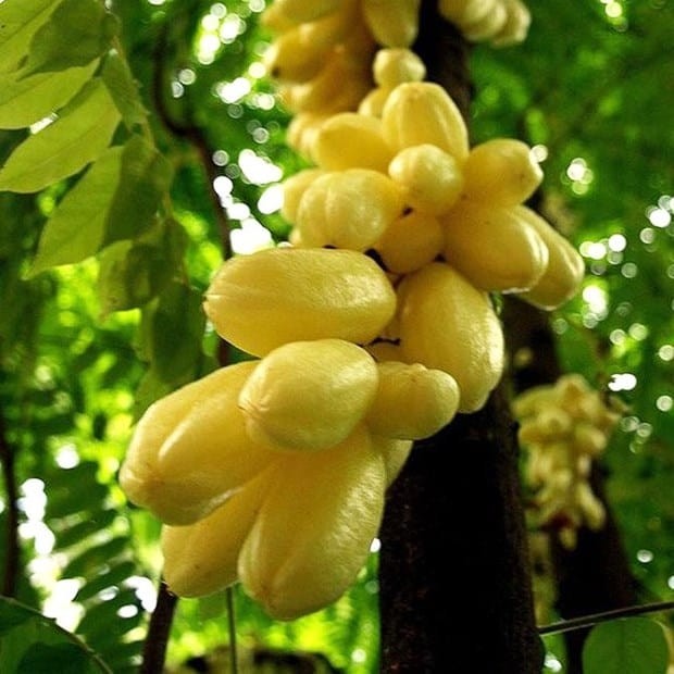 Cây Khế Tàu sai trĩu quả trên thân