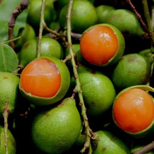 Chanh Tây Ban Nha có cấu tạo giống như quả trứng luộc