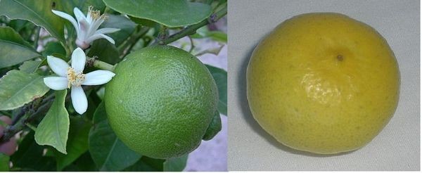 Chanh ta là giống chanh phổ biến nhất, quả hình cầu, mùi dễ chịu, vị chua