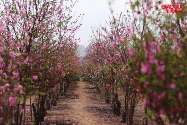 d2 1641981701305387271026 1