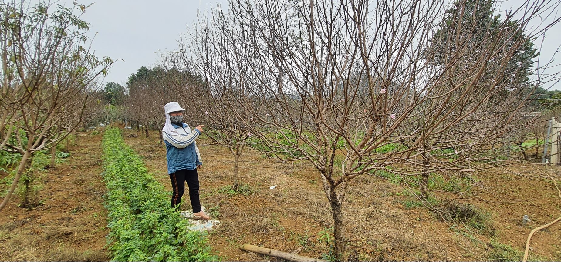 Lá đào phai thường được tuốt sớm để dồn dinh dưỡng nuôi nụ