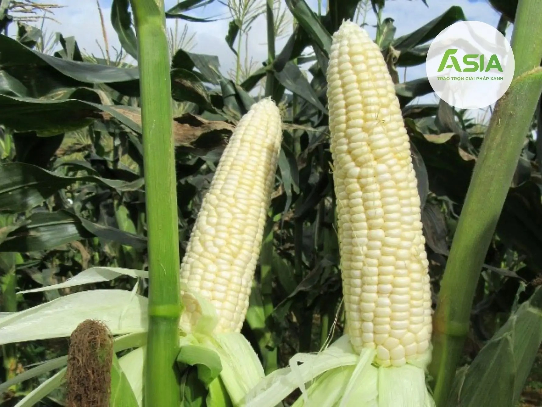 Giống ngô siêu ngọt có thể ăn trực tiếp mà không cần nấu chín