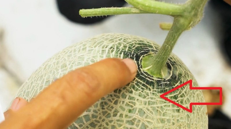 Bí Quyết "Vàng" Trong Cách Chọn Dưa Lưới Ngọt Lịm, Dày Cùi 9 dua luoi 1 1