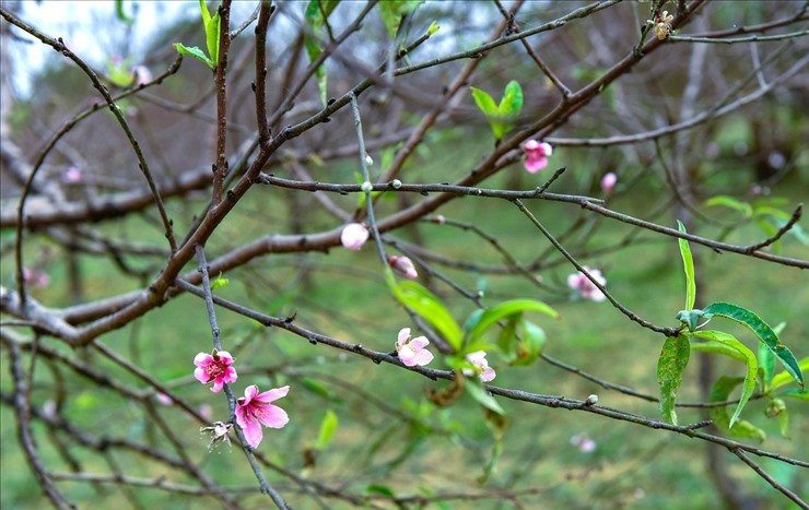 Một gốc đào phai với dáng thế đẹp đang khoe sắc