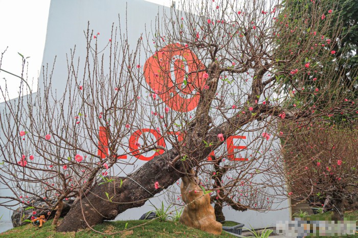 Những gốc đào cổ thụ với thế dáng độc lạ giá trị cao