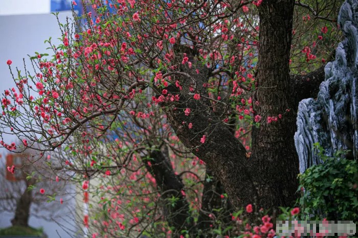 Cận cảnh một gốc đào cổ thụ được tạo thế công phu