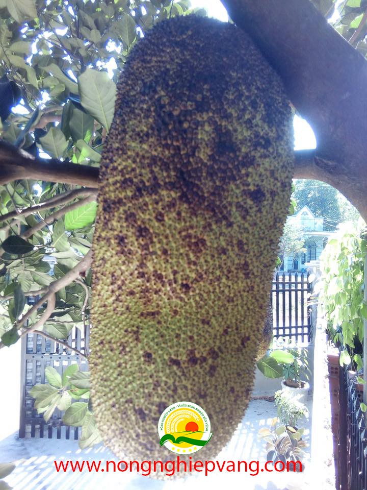 giống mít malaysia