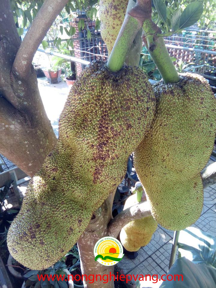 giống mít malaysia quả dài