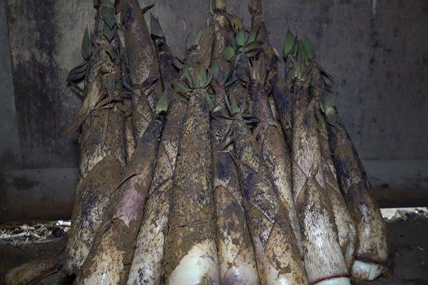 hau 15698290409111051714008