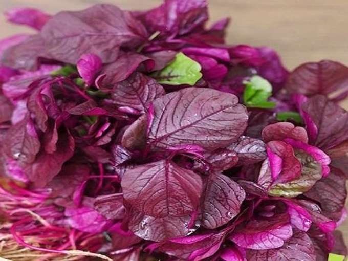 Rau dền có những loại nào và tác dụng, tác hại của chúng ra sao? - 5