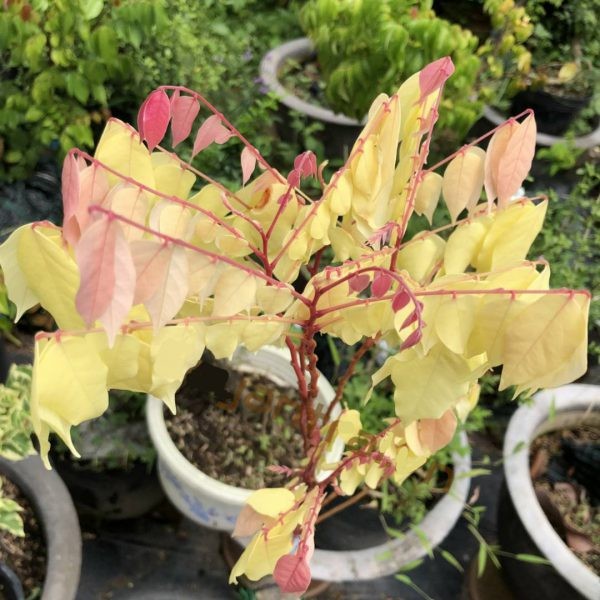 Giống Khế Ngọt Hoàng Kim đột biến lạ mắt