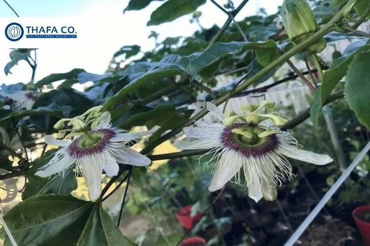 Kỹ thuật chăm sóc cây chanh dây