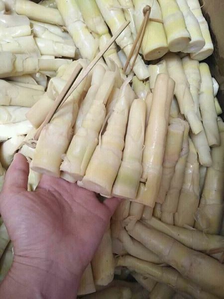 Măng giang được lấy về khá ngắn và non.