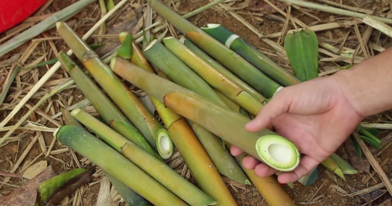 Phần vỏ ngoài xanh mướt và rất cứng