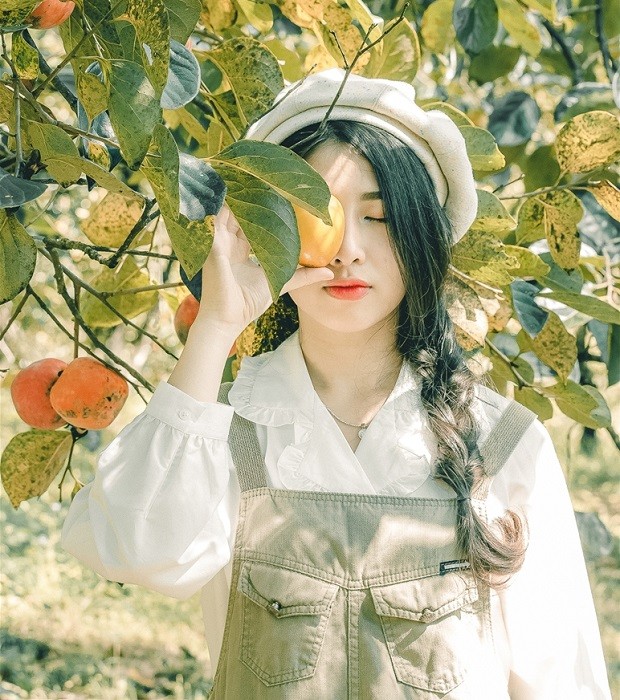 Những quả hồng giòn Đà Lạt tươi ngon trên cành